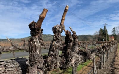 Seasons in the Vineyards: Pruning