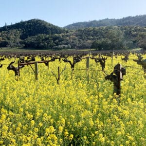 mustard plants in grape vineyards