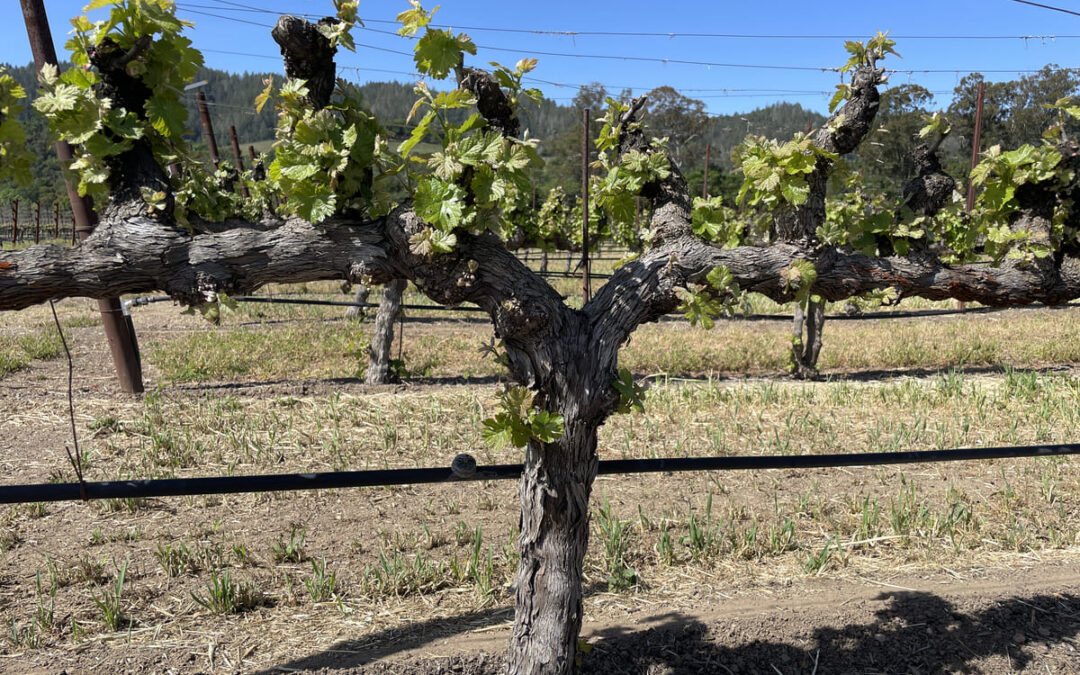Seasons in the vineyard: Suckering Oakville Cabernet Sauvignon and Cabernet Franc Vines