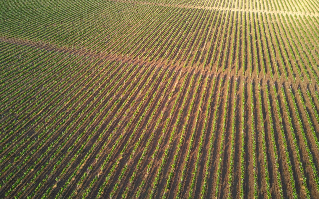 Grape Vineyards seen from above