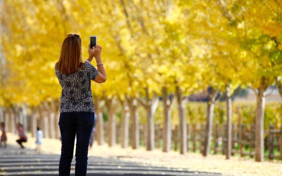 woman taking picture of yellow fall trees