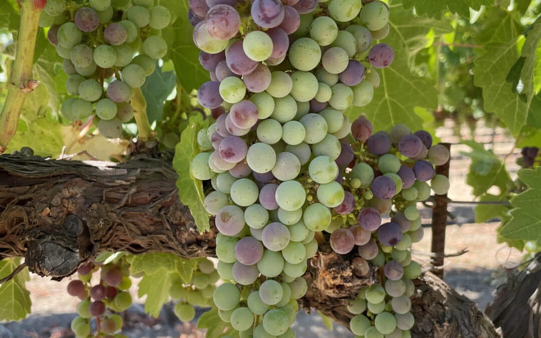 purple and green grapes on the vine